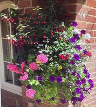 Load image into Gallery viewer, Hanging Baskets 14" x 2

