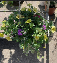 Load image into Gallery viewer, Hanging Baskets 14" Mixed
